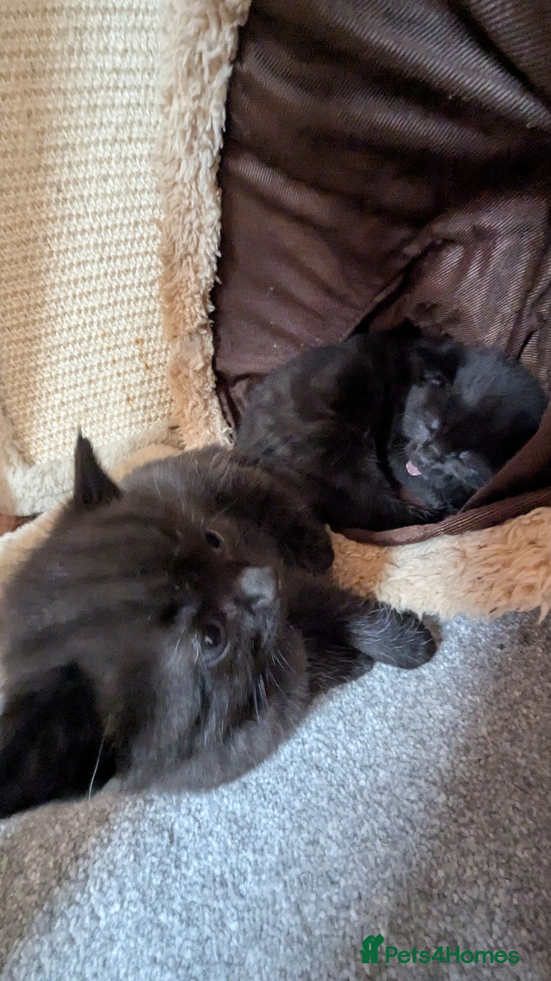 Mixed Breed cats for sale: Kittens for sale - Image 18