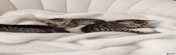 Savannah cats for sale: 🏆 TICA Registered Savannah F4 Kittens - Advert 4