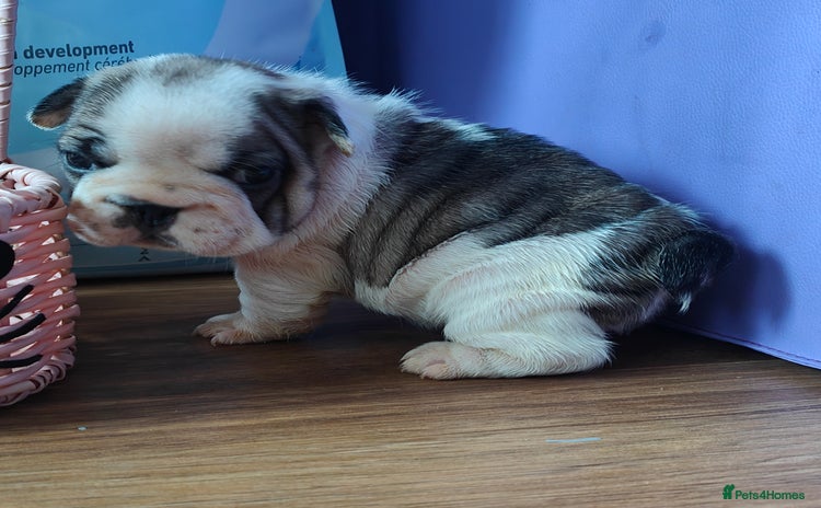 French Bulldog dogs - Advert 1