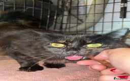 Bombay cats for sale: Donna 1🧡 - Image 3