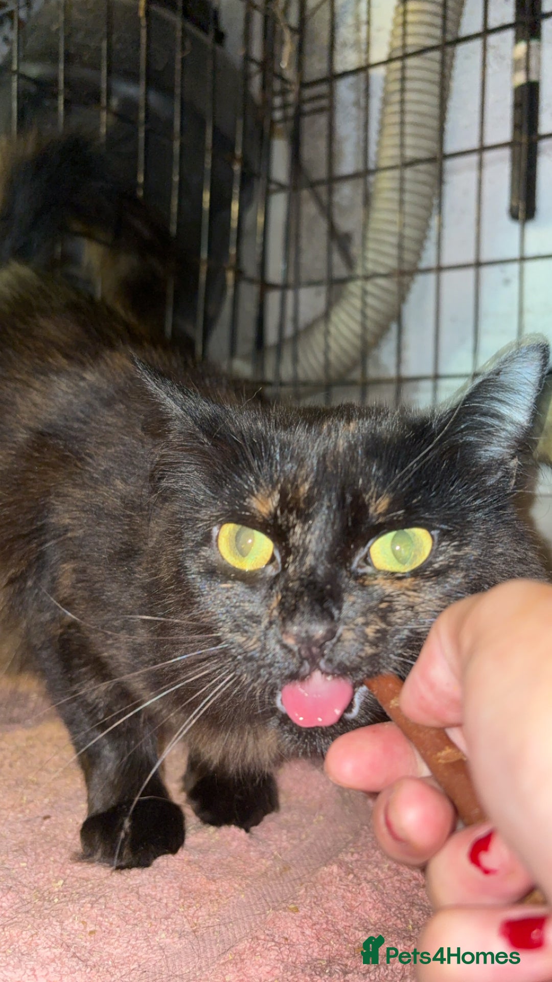 Bombay cats for sale: Donna 1🧡 - Image 3