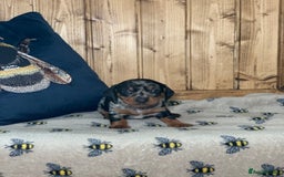 Miniature Dachshund dogs for sale: Beautiful mini dachshund puppies pra clear - Image 4