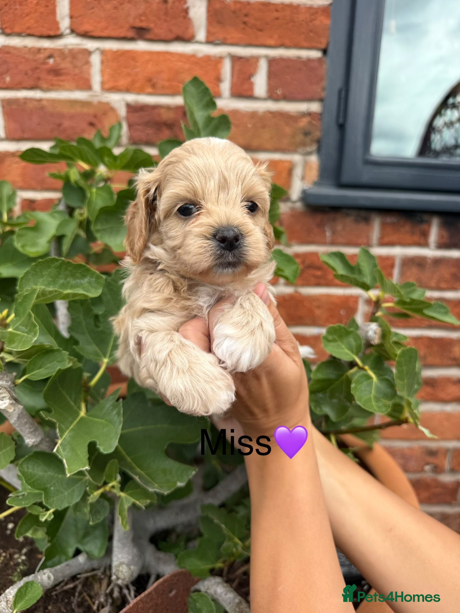 Maltipoo dogs Outstanding Maltipoo F1 puppies - Advert 1