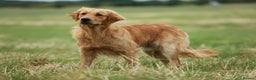 Golden Retriever dogs for stud: Stunning golden retriever  in Doncaster - Advert 4