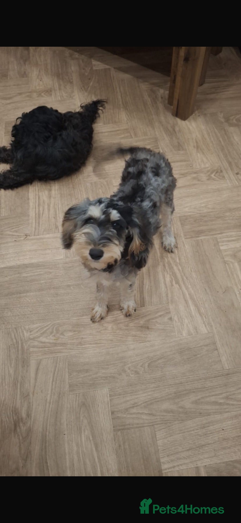 Cockapoo dogs Roxy needs a permanent home  - Advert 7