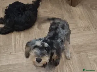 Cockapoo dogs Roxy needs a permanent home - Advert 7