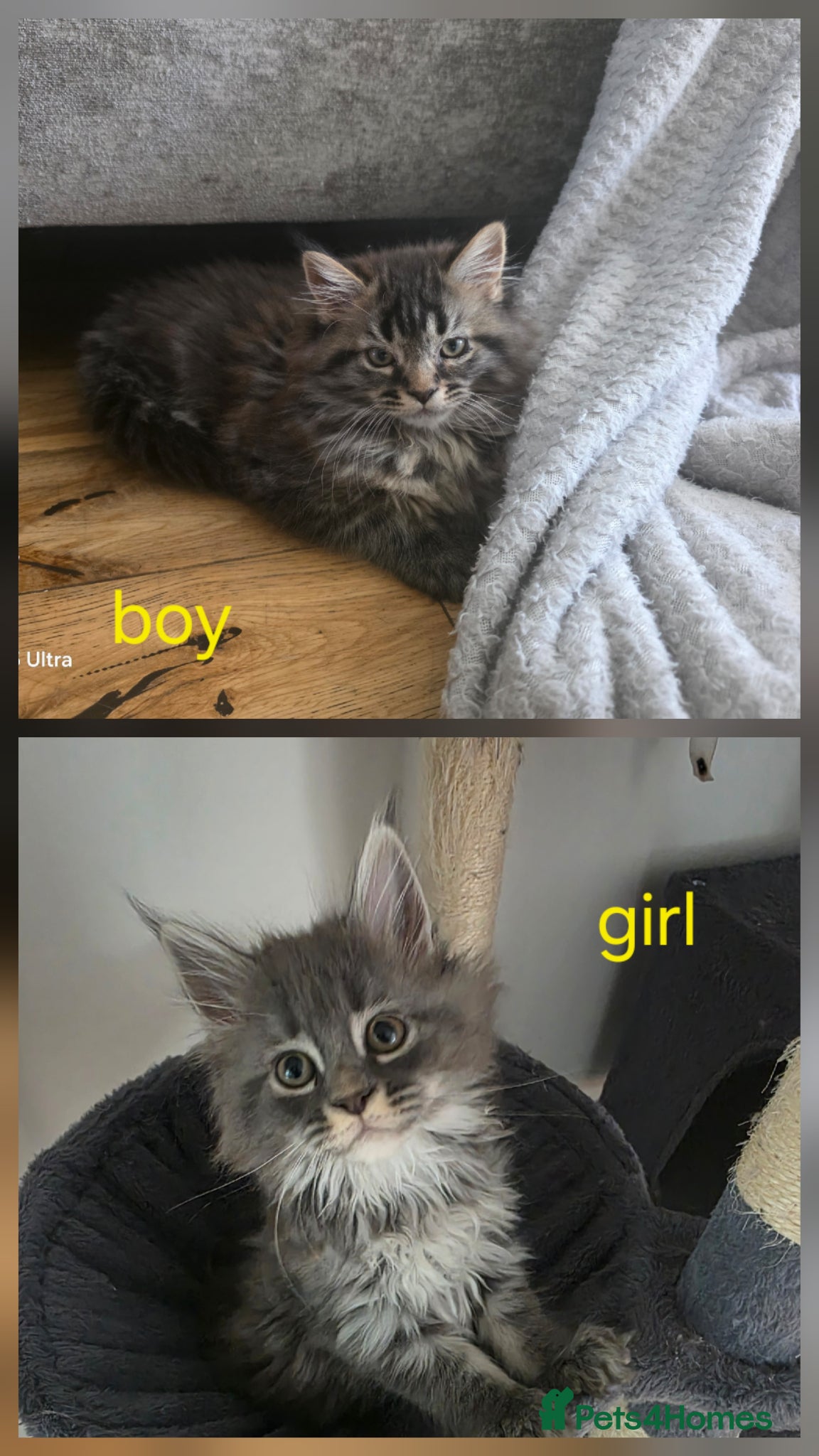 Maine Coon cats  Pure Maine coon kittens ready now 2 left 1b 1 g - Advert 11