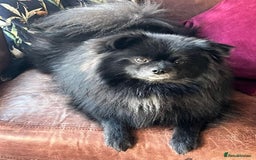 Pomeranian dogs for sale: Stunning young male Pomeranian  - Advert 2