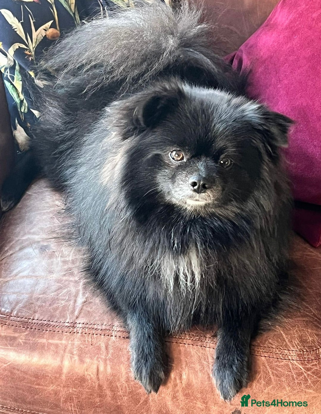 Pomeranian dogs for sale: Stunning young male Pomeranian  - Advert 2