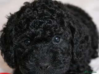 Cockapoo dogs F1B Mini Cockapoos - Advert 8