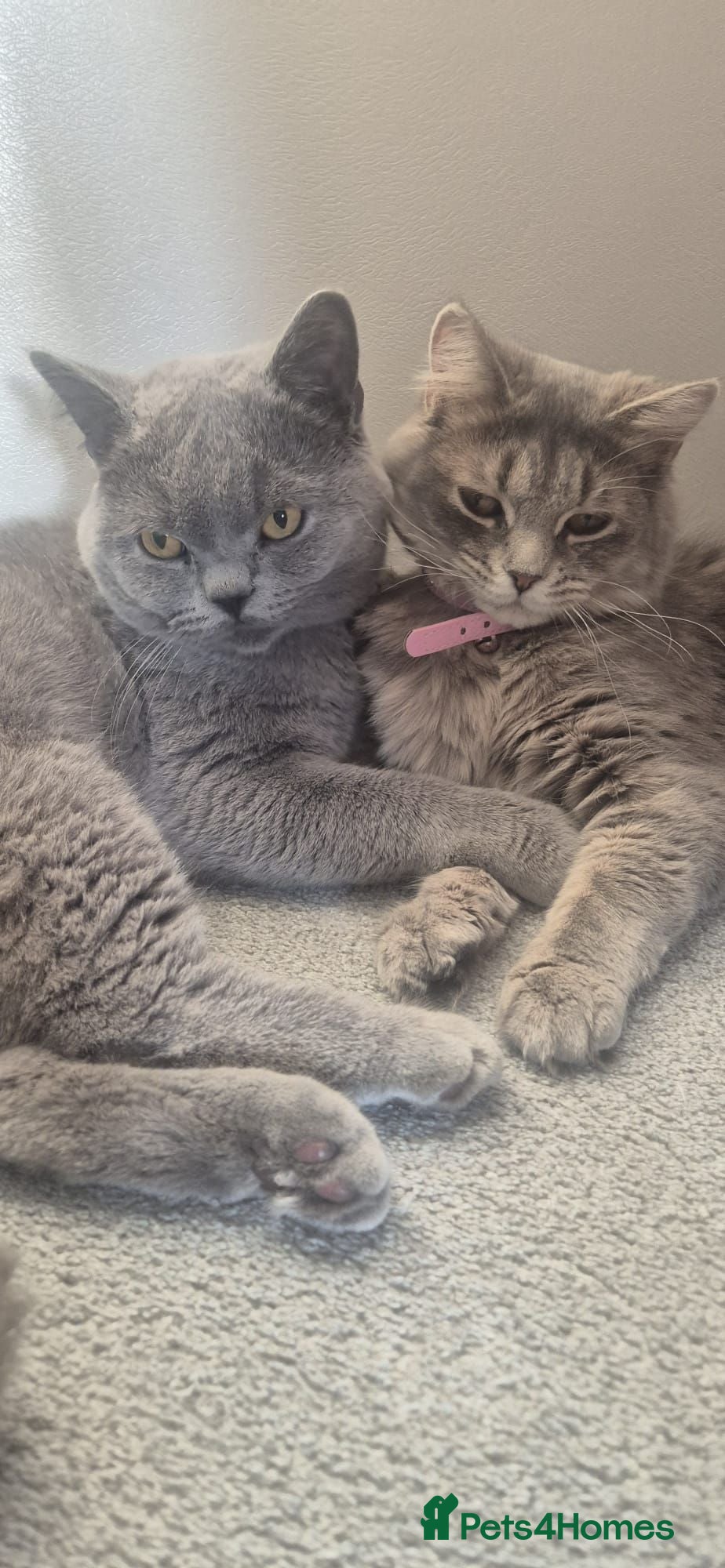 British Shorthair cats Grey British shorthair mix  - Advert 2