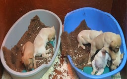 Labrador Retriever dogs for sale: Beautiful yellow/Red KC Labrador Puppies - Image 7