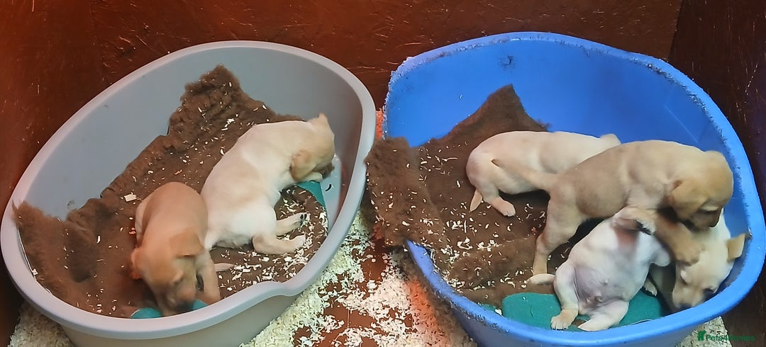 Labrador Retriever dogs for sale: Beautiful yellow/Red KC Labrador Puppies - Image 7