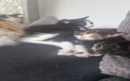 Mixed Breed cats for sale: Litter of 6 healthy beautiful kittens - Image 5