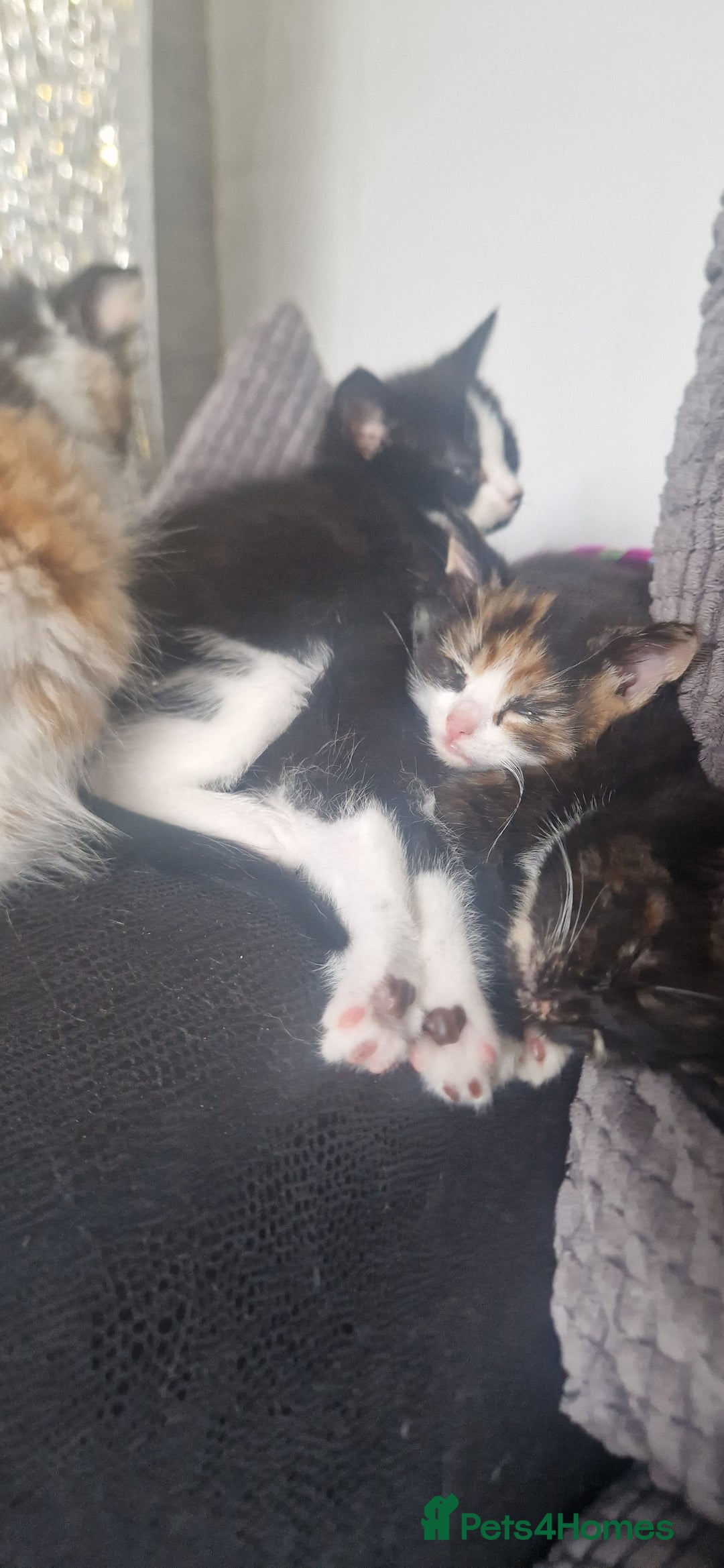 Mixed Breed cats for sale: Litter of 6 healthy beautiful kittens - Image 5