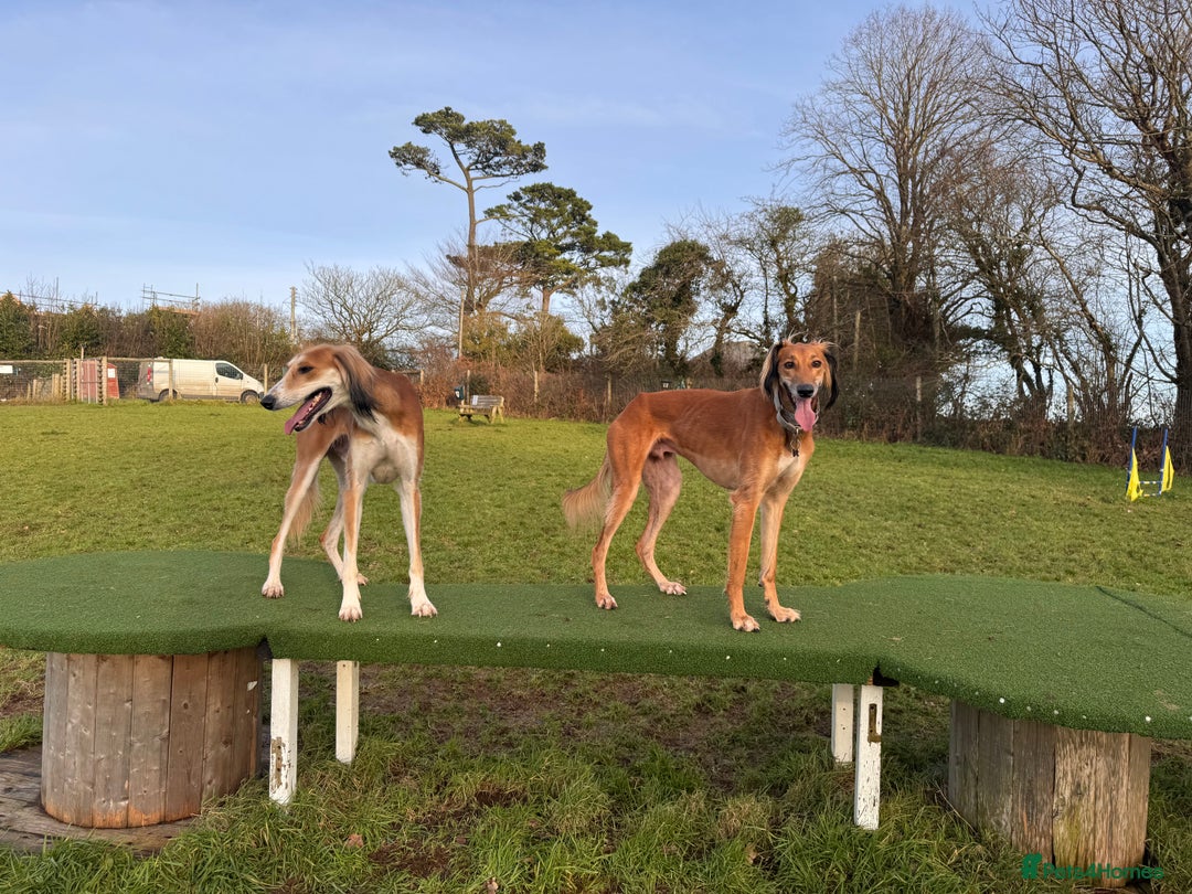 Mixed Breed dogs for sale: Saluki x whippet male  - Advert 6