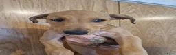 Lurcher dogs for sale: Alaunt x bullgrey lurchers in Dunfermline - Advert 4
