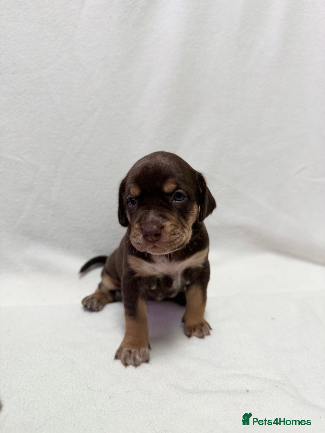 Mixed Breed dogs for sale: Cockerbull’s - Advert 4