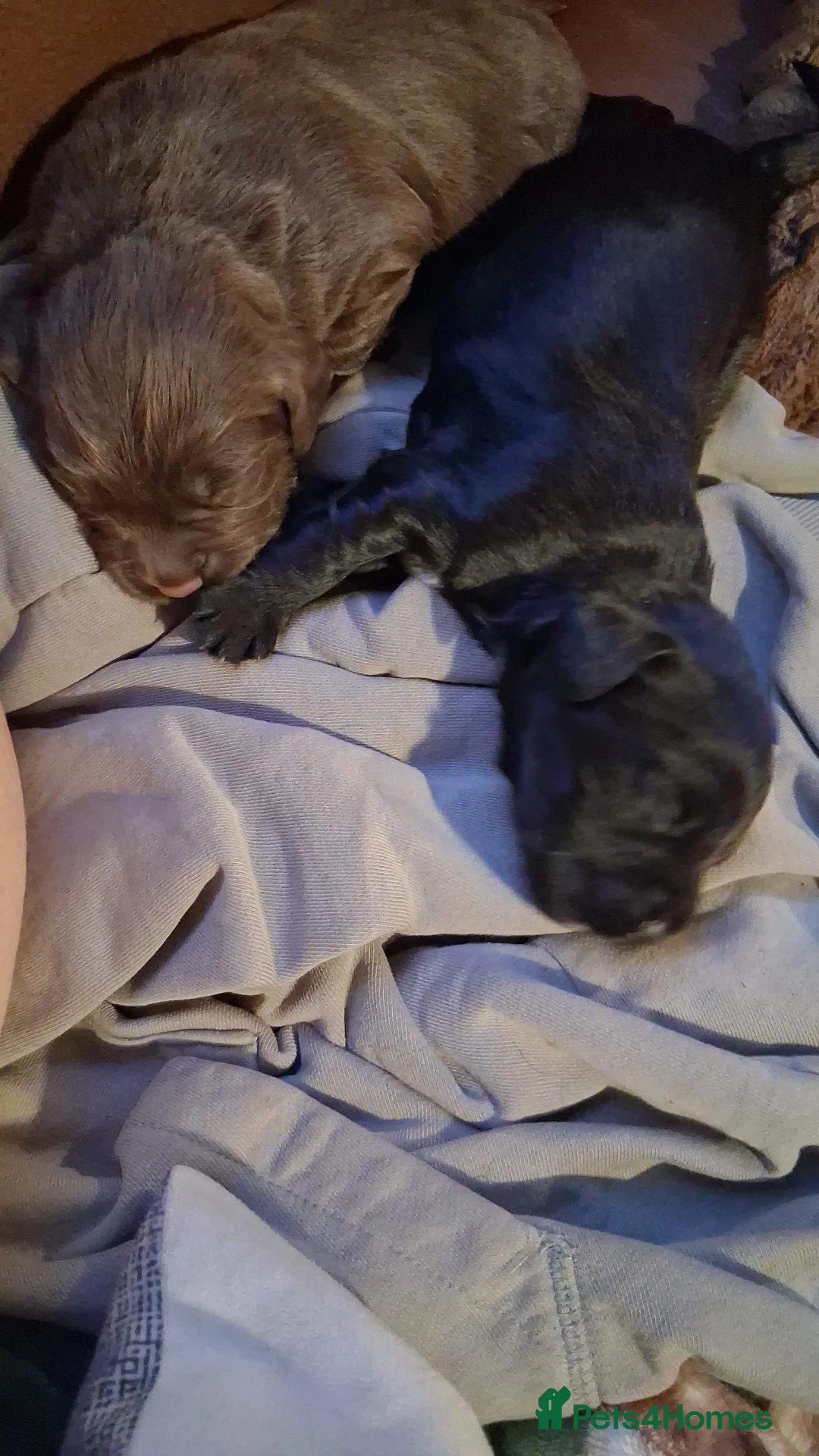 Cocker Spaniel dogs for sale: Black boy cocker spaniel - Advert 2