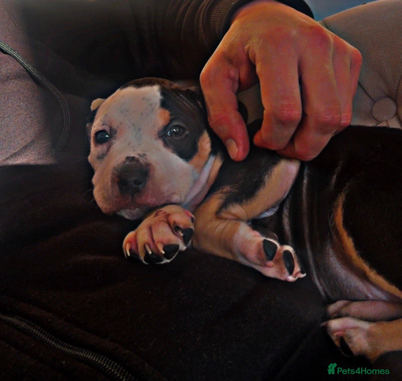 American Bulldog dogs Puppy for sale  - Advert 1