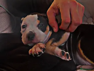 American Bulldog dogs Puppy for sale - Advert 1