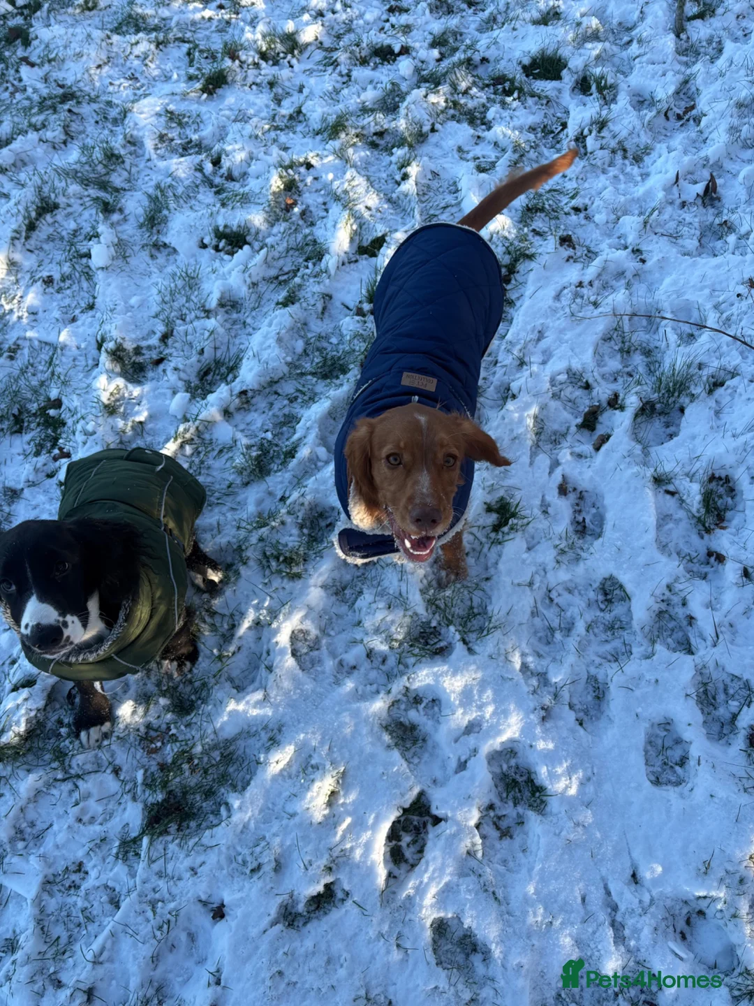 Cocker Spaniel dogs for sale: Re-homing  - Advert 2