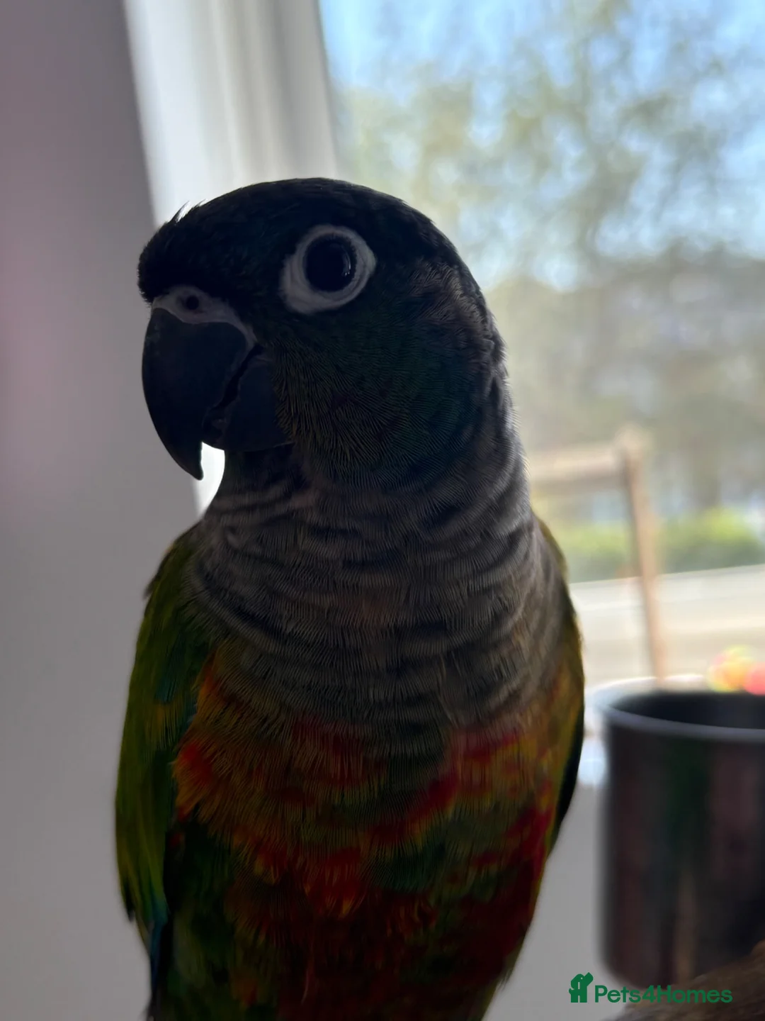 Conures birds for sale: Green cheek conure   - Advert 3