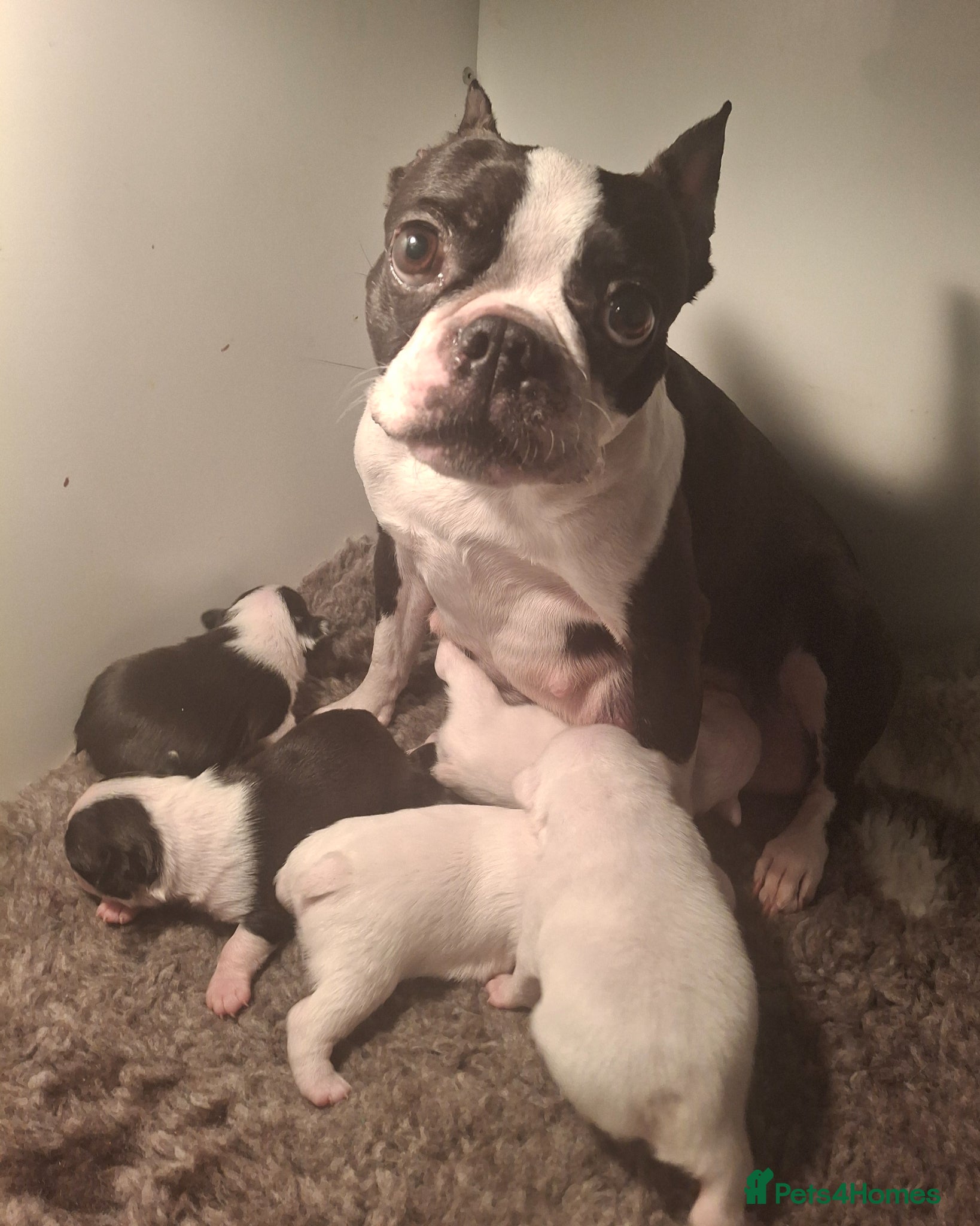 Boston Terrier dogs Stunning Boston Terriers Boys.  - Advert 2