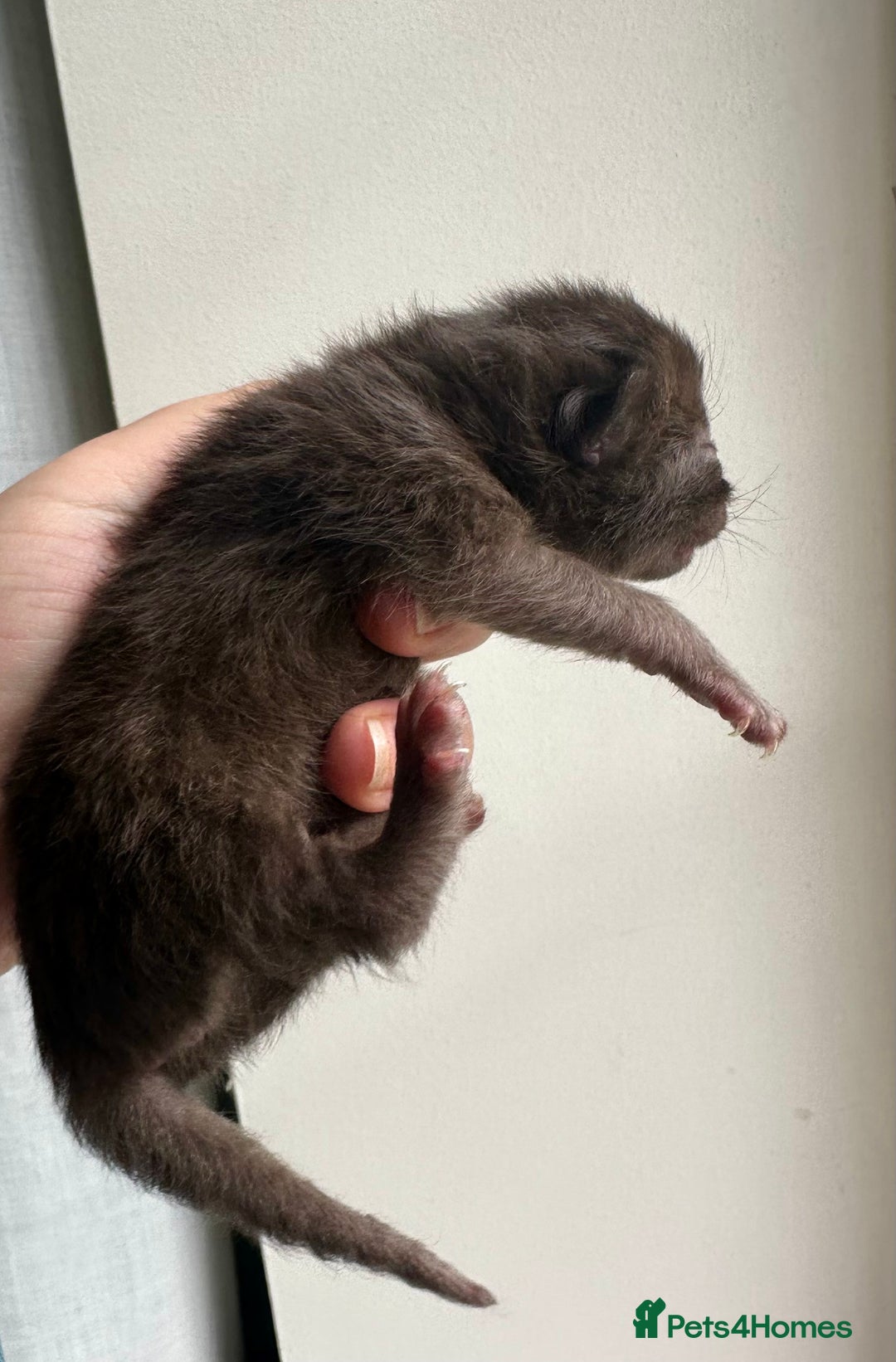 Persian cats for sale: CHOCOLATE PERSIAN KITTENS - Image 2
