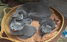 Russian Blue cats for sale: Pedigree Russian blue kittens NORTH LONDON  - Image 2