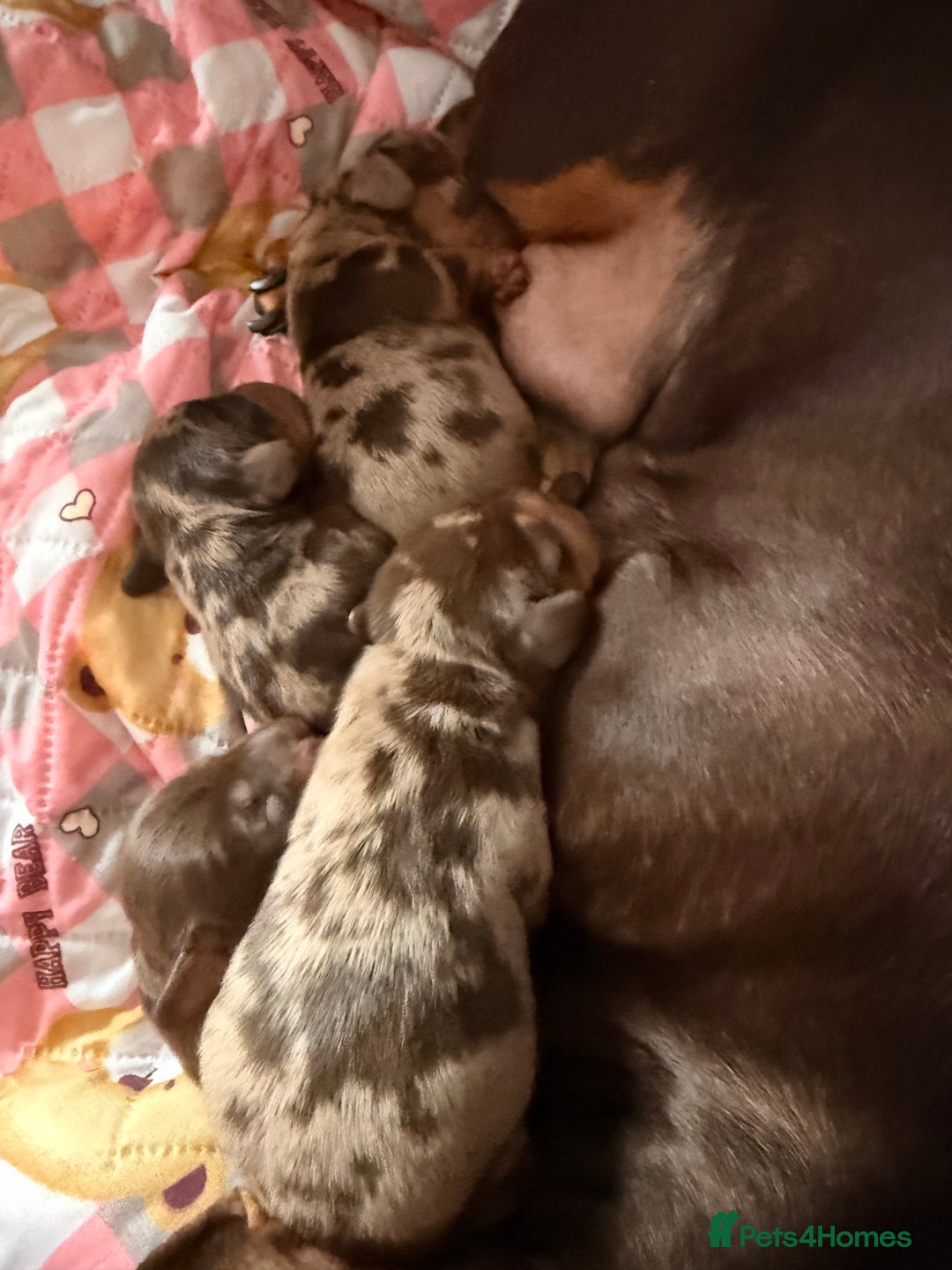 Miniature Dachshund dogs for sale: Miniature dachshund puppies - Image 6