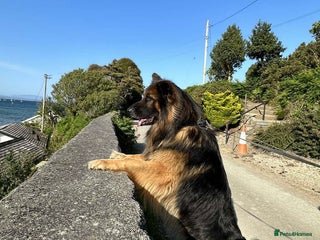 German Shepherd dogs in Rochdale - Advert 22
