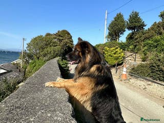 German Shepherd dogs The most beautiful and intelligent stud in Rochdale - Advert 17