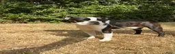 Boston Terrier dogs for stud: Handsome KC Registered Boston Terrier  - Advert 11