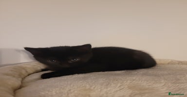 British Shorthair cats - Advert 9