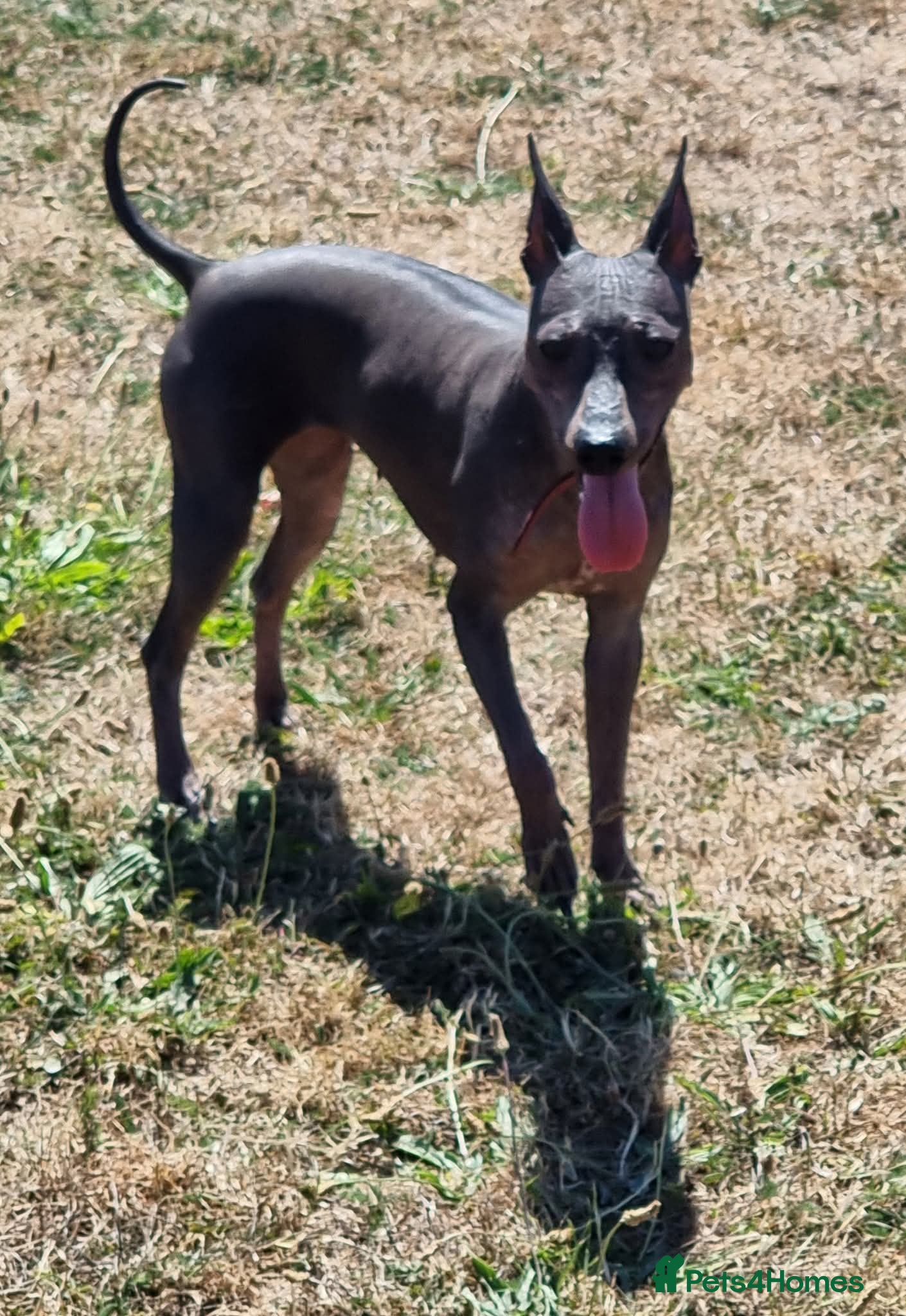 Mixed Breed dogs American Hairless Terrier Puppies  - Advert 2