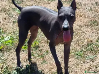 Mixed Breed dogs American Hairless Terrier Puppies - Advert 1