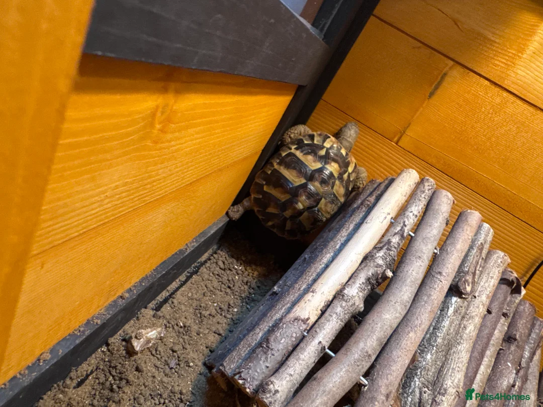 Hermann Tortoise reptiles for sale: Hermann’s Tortoise Looking for a Loving Home  - Advert 2