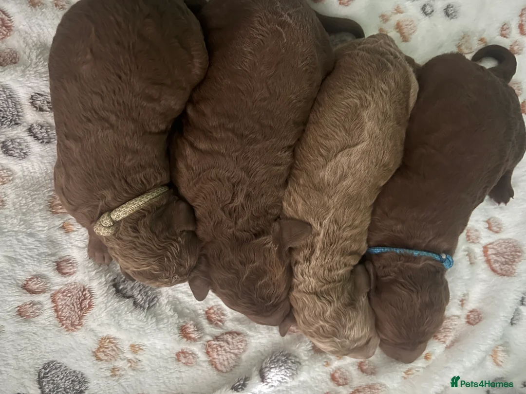 Goldendoodle dogs for sale: Miniture F1B Irish doodles health tested parents  - Advert 3