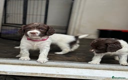 English Springer Spaniel dogs for sale: Kc springer puppies  - Image 3