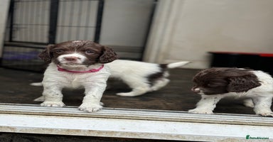 English Springer Spaniel dogs - Advert 1