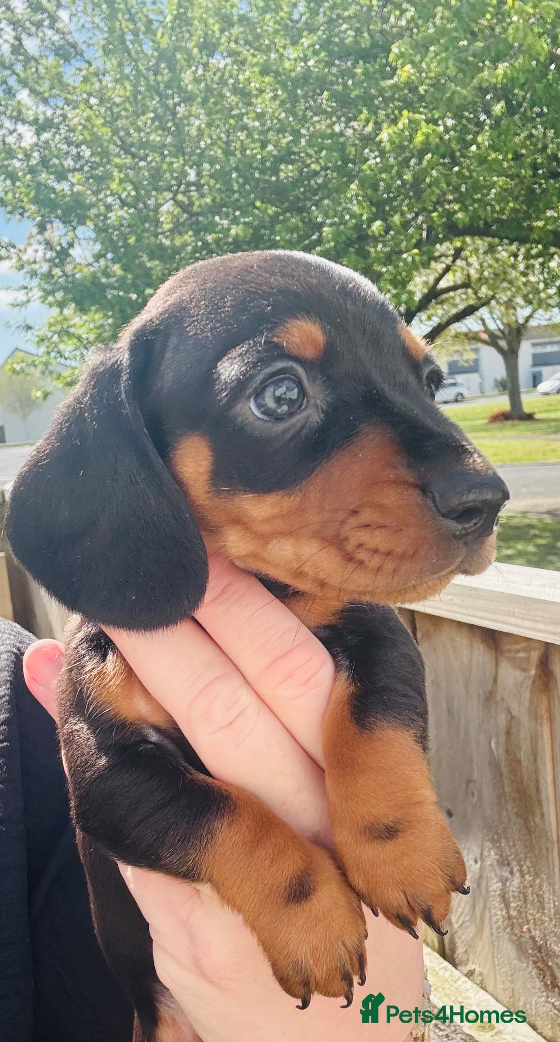 Miniature Dachshund dogs Miniature dachshund - Advert 18