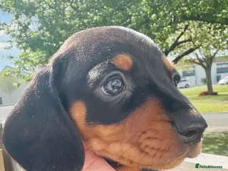 Miniature Dachshund dogs Miniature dachshund - Advert 18