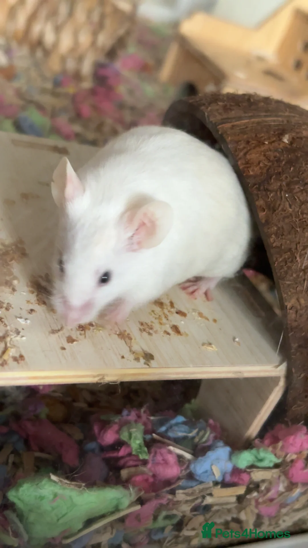 Mouse rodents for sale: 8 female mice - Advert 2