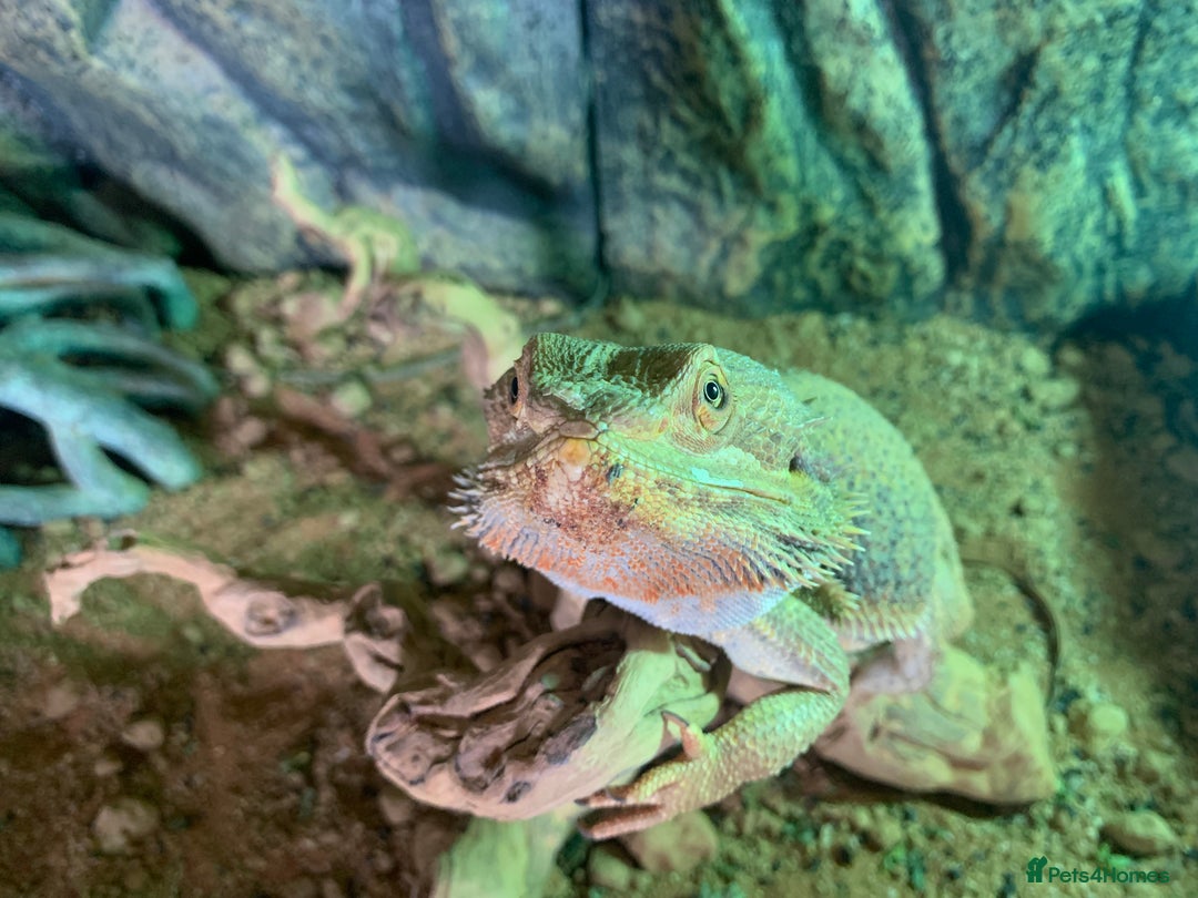 Bearded Dragon reptiles for sale: Bearded Dragon and full Vivarium Set Up - Image 3
