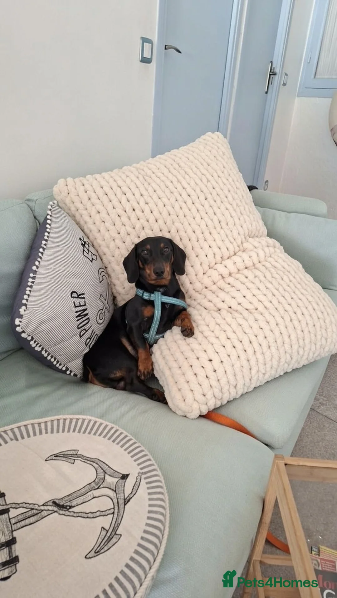 Dachshund dogs for stud: Black & Tan Dachshund - Stud Service Available in London - Advert 1