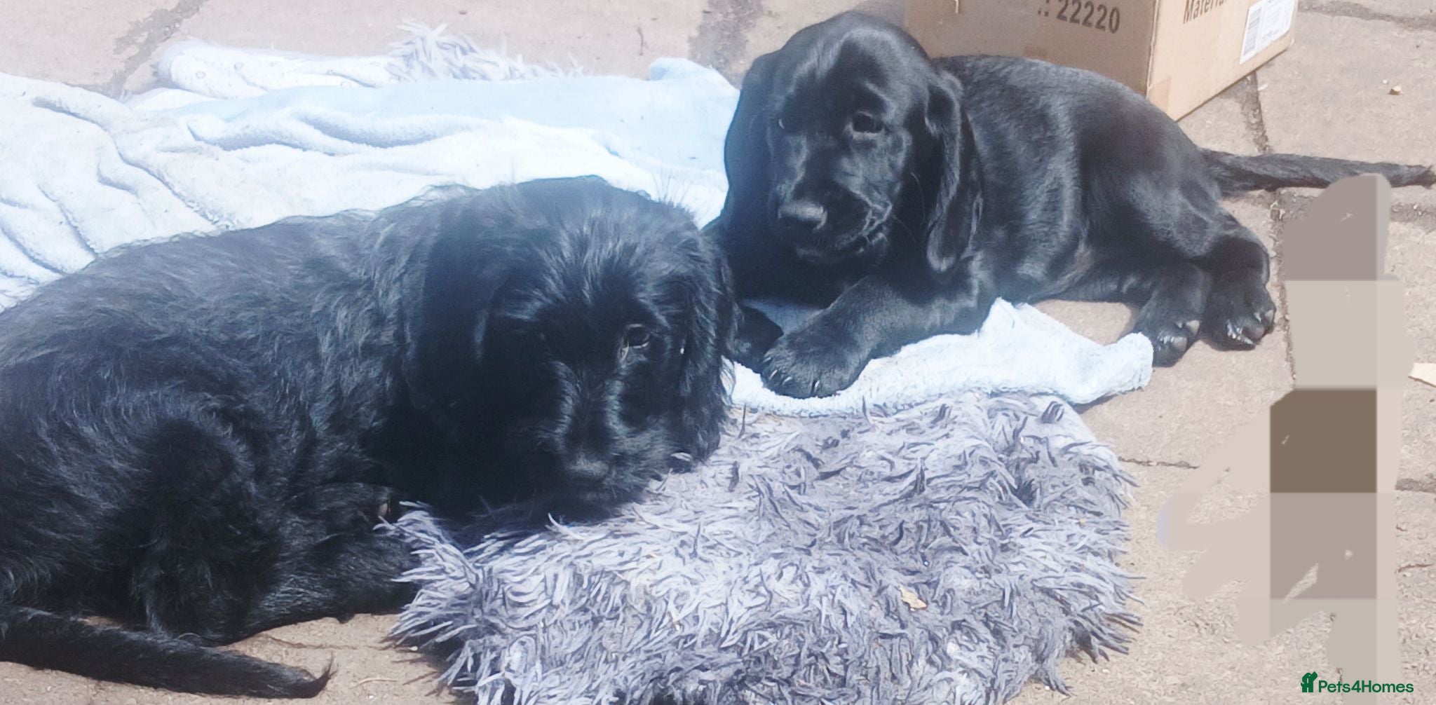 Mixed Breed dogs Adorable Cockapoo x Puppies Ready for new homes - Advert 1