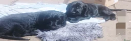 Mixed Breed dogs for sale: Last 3 gorgeous Cockapoo x Ready for new homes - Advert 13