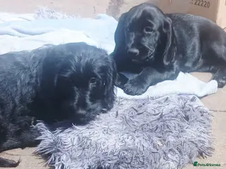 Mixed Breed dogs Adorable Cockapoo x Puppies Ready for new homes - Advert 1