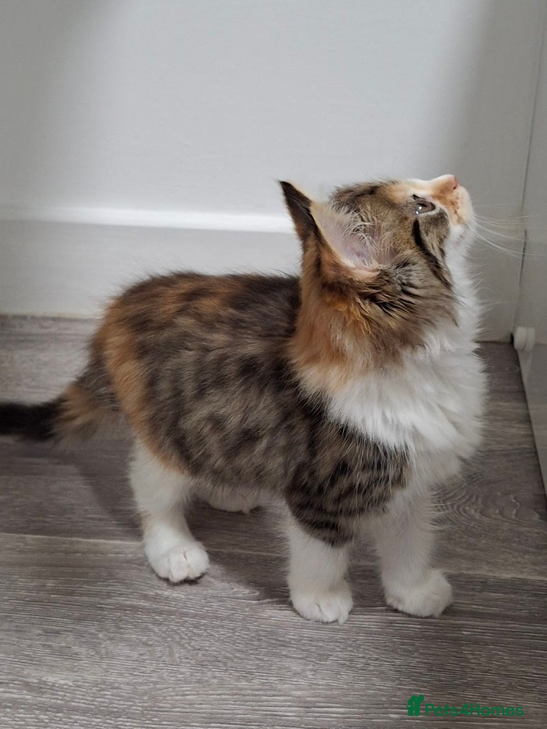 Maine Coon cats for sale: Absolutely Stunning Part Maine Coon Calico Female - Image 8